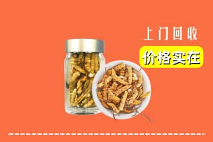 宁城县回收散虫草
